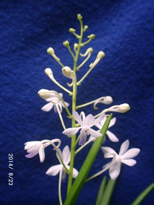 ���[�X�l�A���[