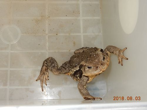 �K���}�[�V��