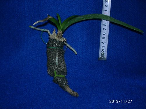 �݂̒�����