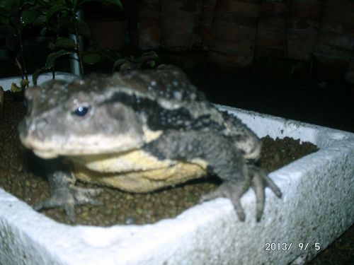 �K���}�[�V��