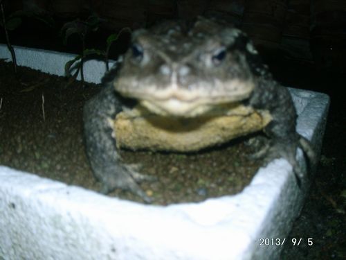 �K���}�[�V��