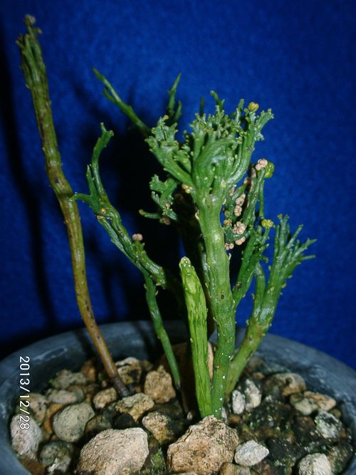 �}�c�o����