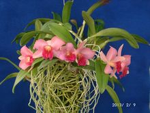 �w�S�����~�j�J�g���A