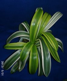 �N���V����