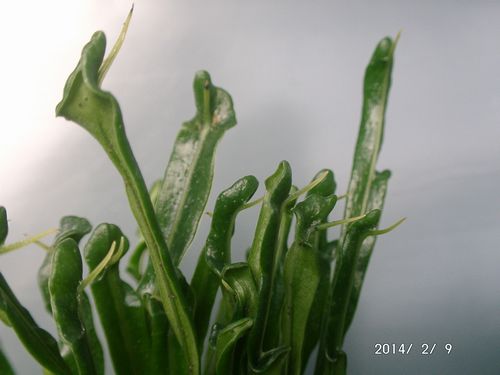 �m�L�V�m�u