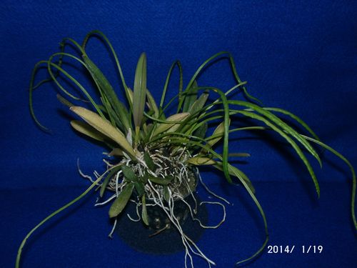 �m�L�V�m�u