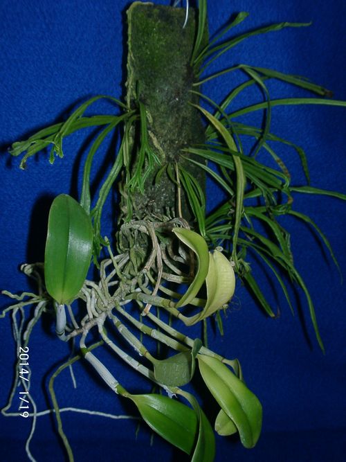 �m�L�V�m�u