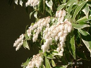 ������A�Z�r