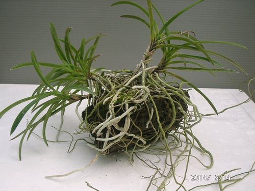 �w�S�����t�E����