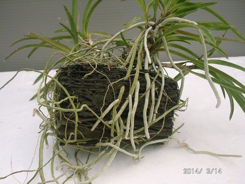 �w�S�����t�E����