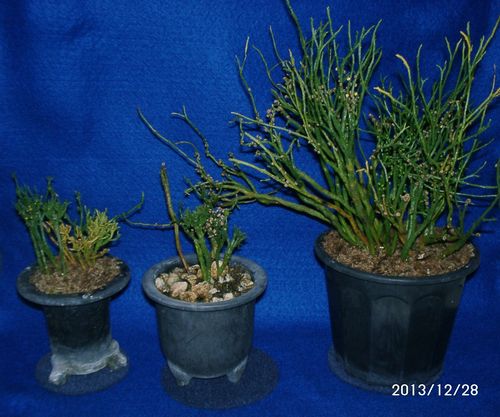 �}�c�o����