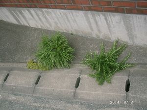 ���[�Y�}���[