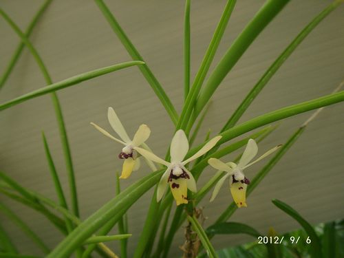 �{�E�����~�t�E������z��