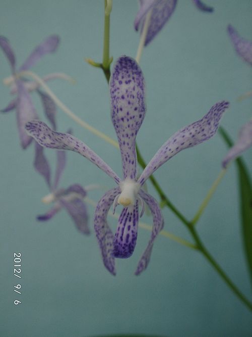 �o���_�~�t�E������z��