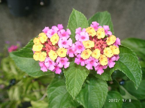 �����^�i