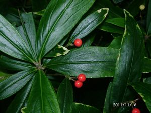 �J���^�`�o�i