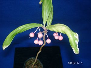 �J���^�`�o�i