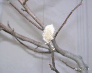 �V�f�R�u�V