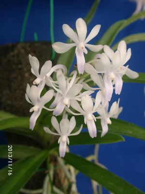 ���[�X�l�A���[