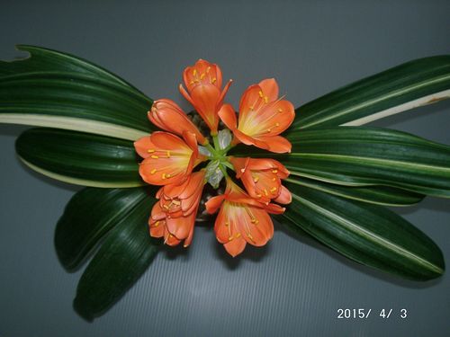 �N���V����