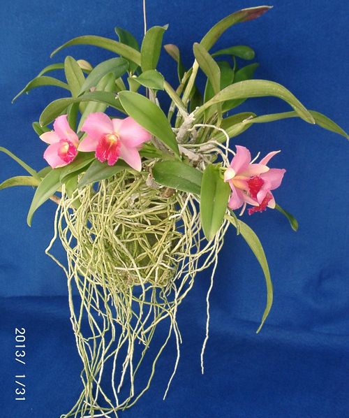 �w�S��������