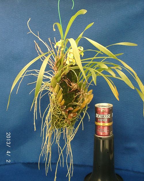 �w�S��������