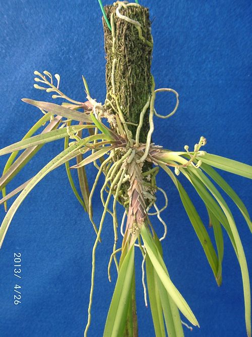 �w�S��������