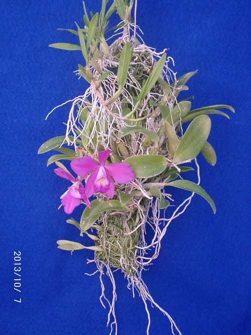 �w�S��������