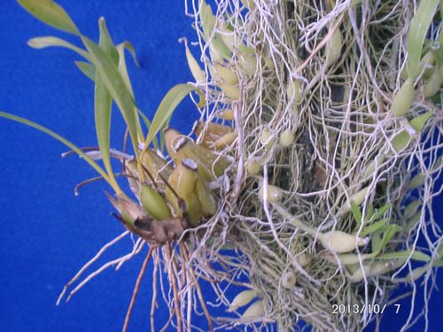 �w�S��������