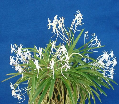 �t�E����