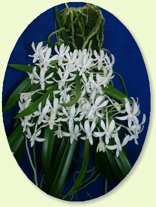 �X�m�[�_���T�[