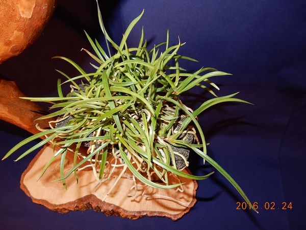 �x�M���w�S����