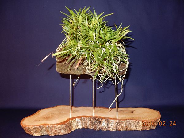 �x�M���w�S����