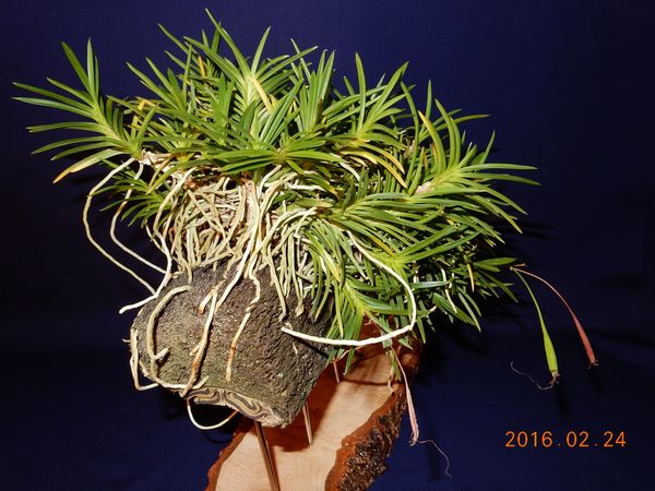 �x�M���w�S����