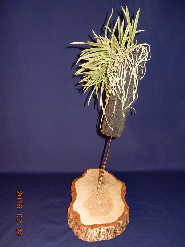 �x�M���w�S����