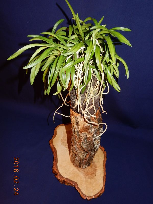 �x�M���w�S����