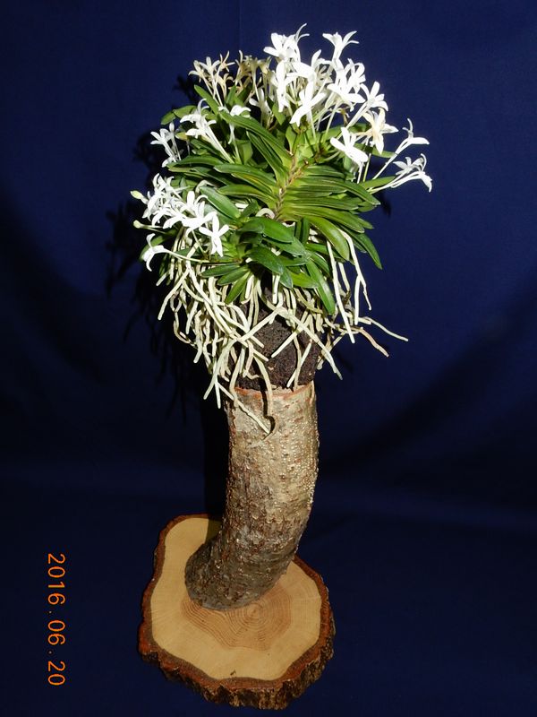 �x�M���w�S����