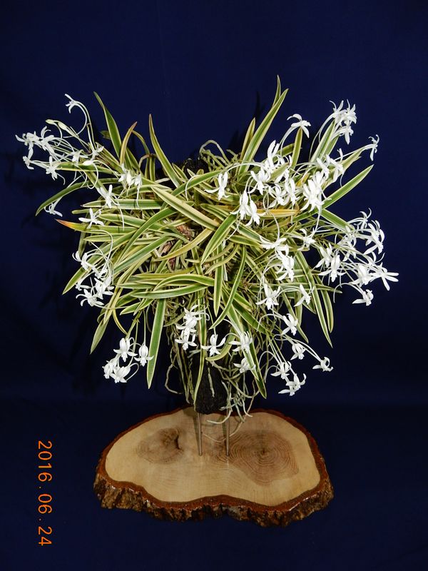 �x�M���w�S����