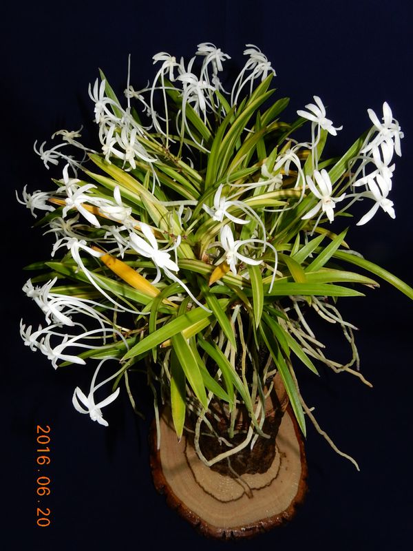 �x�M���w�S����