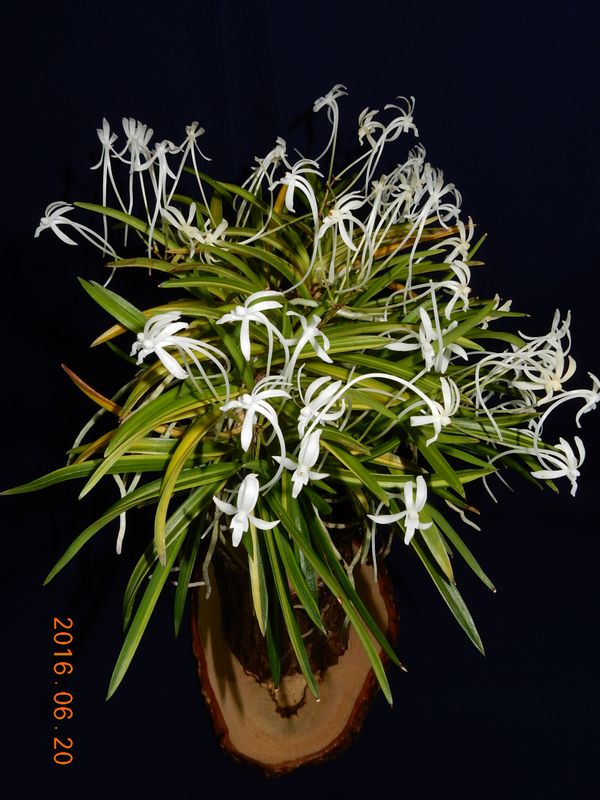 �x�M���w�S����