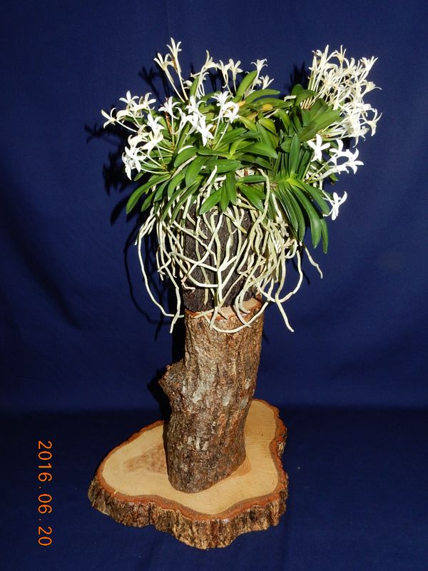 �x�M���w�S����