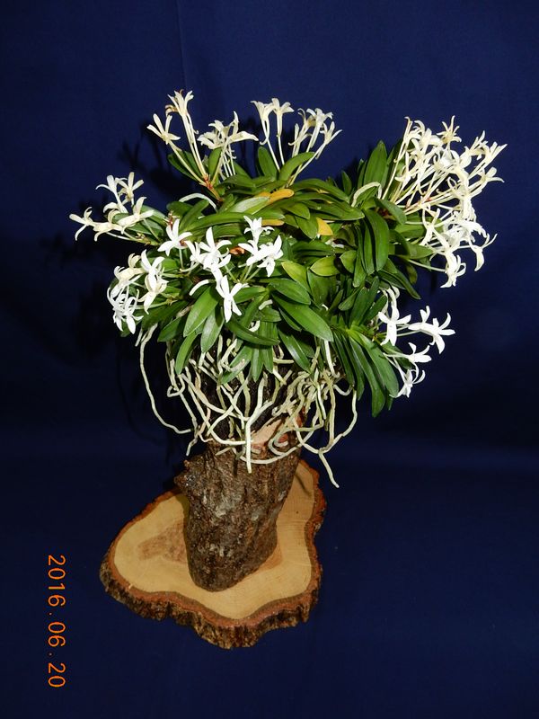 �x�M���w�S����