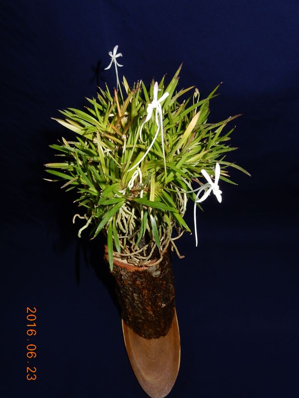 �x�M���w�S����