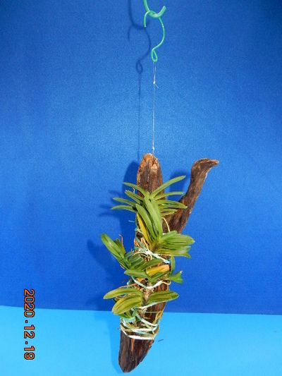 �t�E�������ؒ���