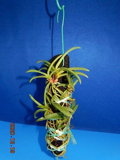 �t�E�������ؒ���