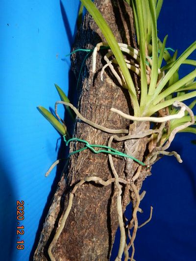 �t�E�������ؒ���