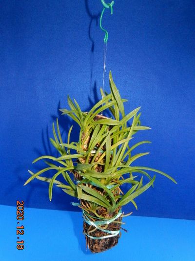 �t�E�������ؒ���