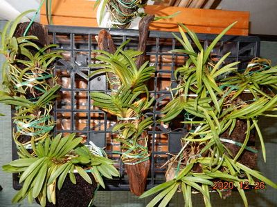 �t�E�������ؒ���