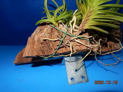 �t�E�������ؒ���