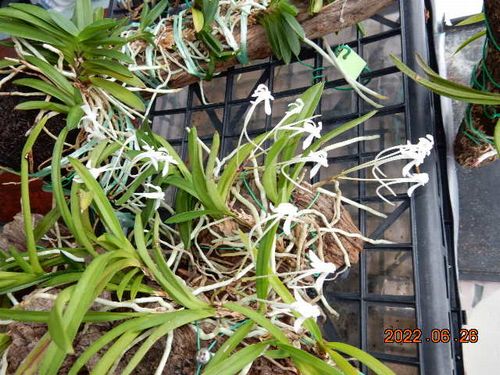 �t�E�������ؒ���